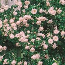 Climbing Eden New Dawn Climbing Rose Climbing Roses White Flower Farm