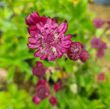 Image result for Astrantia major `Roma`
