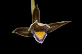 Image result for Eulophia hians