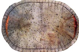 the nearly 300 year old skidi pawnee indian star chart