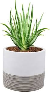 Use ceramic pots with holes that will provide maximum drainage and prevent root rot of aloe vera. 22 Best Pots For Aloe Vera Plants Ideas Aloe Vera Plant Aloe Vera Plants