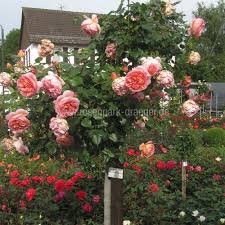 We did not find results for: Rosen Online Kaufen Abraham Darby Rosenpark Draeger De