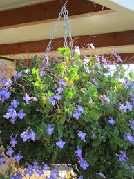 Image result for Streptocarpus montis-bingae