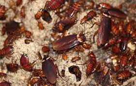 Experienced fort wayne exterminators can help a lot to ensure that your home is free from pests after you notice an infestation. Bug Free Pest Control Store Shop 1 437 Hume Hwy Yagoona Nsw 2199 Australia