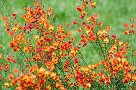 Beautiful Rare Citysus Scoparius Scarlet Perennial Shrubs Deep Yellow Flowers Orange Flowering Plants