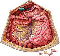 This diagram shows different abdominal organs with the quadrants they are located in. Amazon Com Human Abdomen Anatomy Jigsaw Puzzle Dr Livingston S Unique Shaped Science Puzzles Accurate Medical Illustrations Of The Body Organs Stomach Liver And Intestines Toys Games