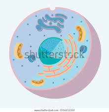Take a look at some cell diagrams on an interactive site like cellsalive.com. 32 Label Animal Cell Labels Design Ideas 2020