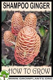 Shampoo Ginger How To Grow Care Ginger Plant Flower Ginger Flower Ginger Plant