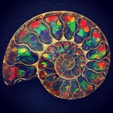1840s england, acclaimed but overlooked fossil hunter mary anning and a young woman sent to convalesce by the sea develop an intense relationship. Ammonite Inlaid Rainbow Ammolite Rare Polished Fossil Stone Art Madagascar Stone Art Ammonite Ammolite