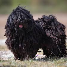 The long hair on it mixing indistinguishably with the hair on the rump. Learn Everything About Dogs From Dog Learn Com