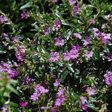 Image result for Cuphea hyssopifolia