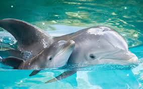 Ausmalbilder Delphin Zum Ausdrucken 1ausmalbilder Com