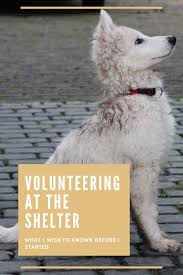 Volunteering At An Animal Shelter What I Wish I D Known Animal Shelter Volunteering With Animals Animal Shelter Volunteer