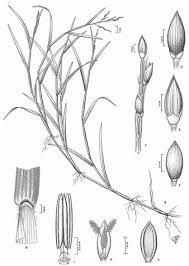 Image result for Panicum trichonode