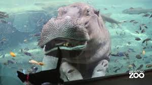 11300 nacogdoches rd., san antonio, tx 78217 shelter hours: Watch Adorable Play Date At The San Antonio Zoo Gets National Attention