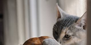 Animals cartoons for children learn domestic animals dog vs cat kitten camel animals epic. Cats Vs Dogs The Results Are In