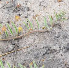 Image result for Hermannia parvula