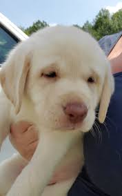 HCPS issues in Harrisonburg VA