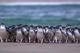 Make penguin island tours a part of your melbourne vacation plans using our melbourne trip planner. Premium Penguin Express Tour From Melbourne