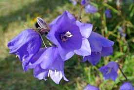 È il fiore che simboleggia un nuovo amore, una nuova emozione che cresce e che non si può esprimere a parole. Campanula Wikipedia