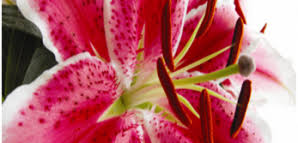 Department of grown outdoors in u.s. Lilies Is Toxic To Cats Pet Poison Helpline