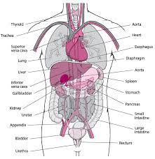 Illustration about 3d render of the internal organs as seen from the back, with a silhouette of the body. Tissues And Organs Fundamentals Merck Manuals Consumer Version