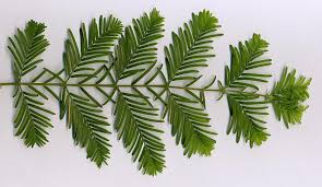The coast redwood (sequoia sempervirens). Dwarf Redwoods