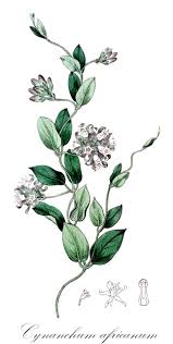 Image result for Isonema infundibuliflorum