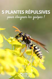 Ces insectes sont sensibles à certaines odeurs qui ont un effet répulsif. 5 Plantes Repulsives Pour Eloigner Les Guepes Promesse De Fleurs