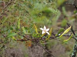 Image result for Rothmannia manganjae