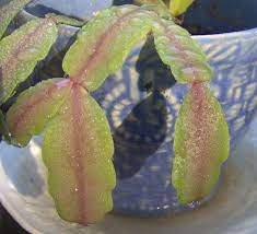 I have a recurring problem where first the leaf stems turn purple and then i get purple stripes on the main stems. If Your Christmas Cactus Leaves Are Purple Instead Of Green Or If You Notice Christmas Cactus Leaves Turni Christmas Cactus Cactus Leaves Cacti And Succulents