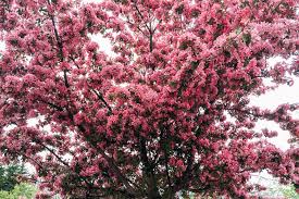 Part 4 controlling pests and diseases Cherry Blossom Frequently Asked Questions Primrose Blog