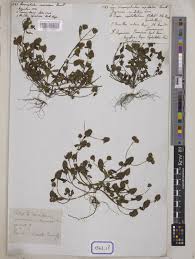 Image result for Platostoma sp. no. 2