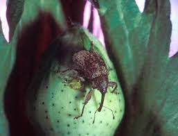 The above text is excerpted from the wikipedia article boll weevil, which has been released under the gnu free documentation license. Boll Weevil Wikipedia