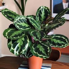 Image result for calathea
