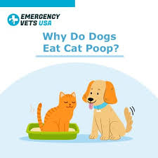 The canine parvovirus is a highly contagious virus that all dogs, regardless of age, are susceptible to catching. Why Do Dogs Eat Cat Poop Can Your Dog Get Sick How To Stop This