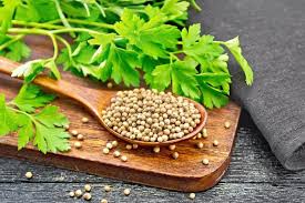 Coriander