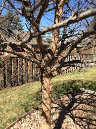 Healthy, mature plants · fedex direct to your home Hawthorn Tree Shedding Bark 307001 Ask Extension