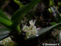 Image result for Ancistrorhynchus clandestinus