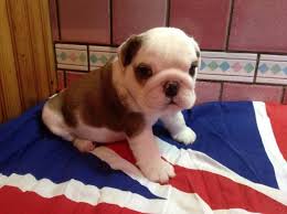 Hello and welcome to brubackers beloved bulldogs! Beautiful Purebred English Bulldog Puppies For Adoption Bangalore Zamroo