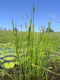 Image result for Schoenoplectiella mucronata