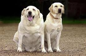 The labrador is one of the most popular dog breeds in a number of countries in the world, particularly in the western world. Giant Labrador Natural History