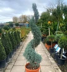 Image result for spiral cut juniper trees