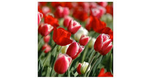 Ruth Horan Obituary (1923