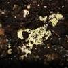 A white mold growing over the surface of houseplant potting soil is usually a harmless saprophytic fungus. 1