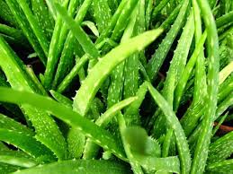 Maybe you would like to learn more about one of these? Manfaat Daun Lidah Buaya Bagi Kesehatan Kecantikan Dinimon