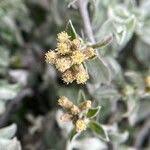 Image result for Helichrysum lineare