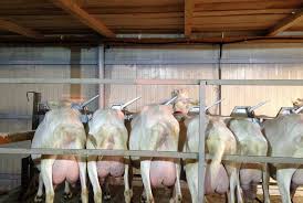 Capra Saanen, cea mai productiva rasa de lapte pentru o afacere agricola