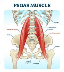 Maybe you would like to learn more about one of these? Psoas Muscle Medical Vector Illustration Diagram Lumbar Spine And Psoas Major Attached From Discs To Femur Bones Hip Pain Problem And Hurting Lower Back Fitness Or Chiropractic Therapy Information Premium Vector
