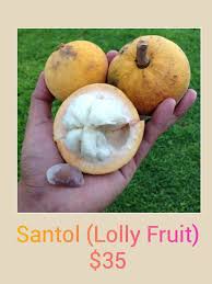 Multi grafted fruit trees for sale. In Stock Now Santol Sandoricum Leeming Fruit Trees Facebook